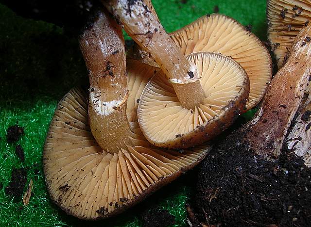 Una Galerina al giardino botanico